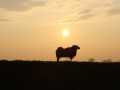 image00010