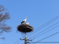 image00008