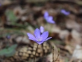image00011
