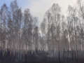 image00008