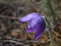 image00037