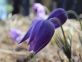image00038