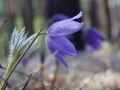 image00040