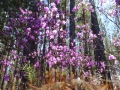 image00042