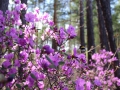 image00043